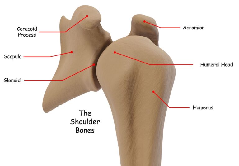 Bones of the shoulder